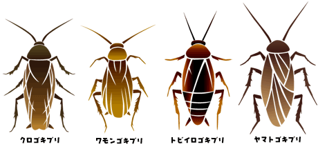 日本のゴキブリの種類