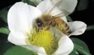 ミツバチの駆除料金