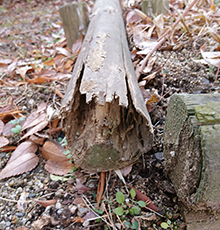 シロアリ被害は庭の木材から