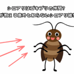 シロアリ雑学５選